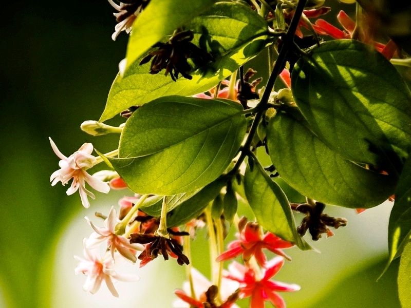 Бизнес-идея для работы на дому