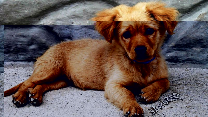 Идеи домашнего бизнеса: уход за ребенком и присмотр за животными