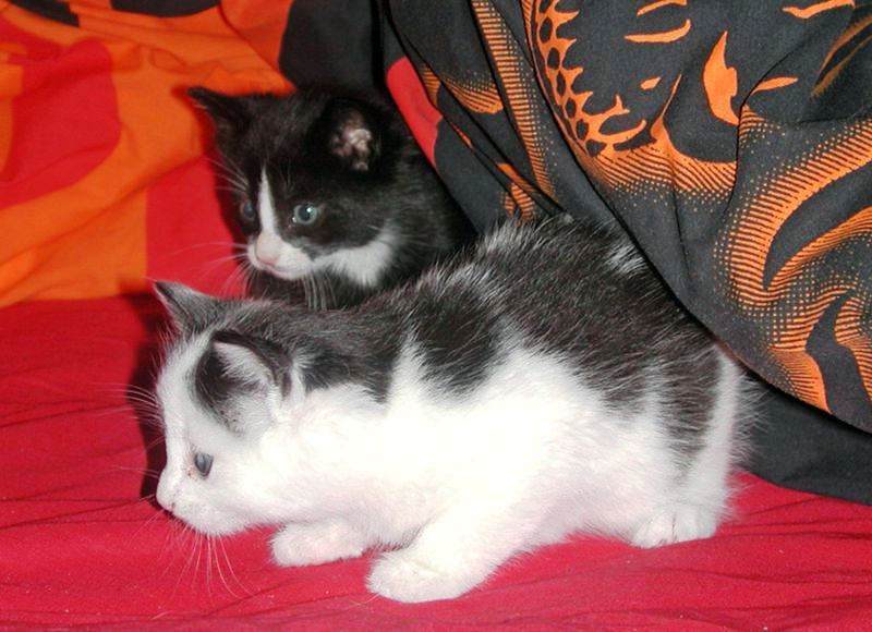 Сравнительный и конкурентный анализ сайтов