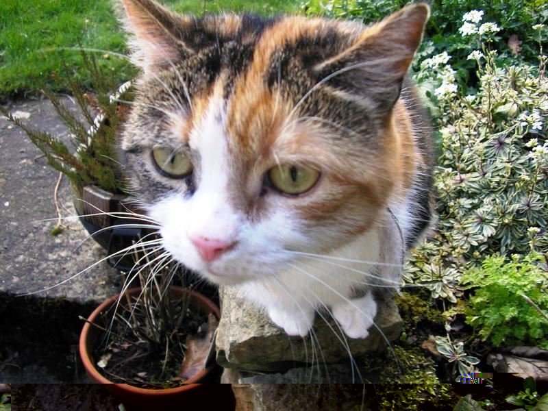 Как бесплатно раскрутить сайт на ucoz (юкоз), joomla, интернет-магазин