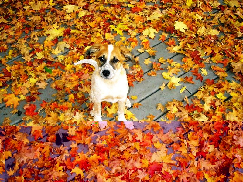 Как оптимизировать сайт под поисковики самостоятельно?