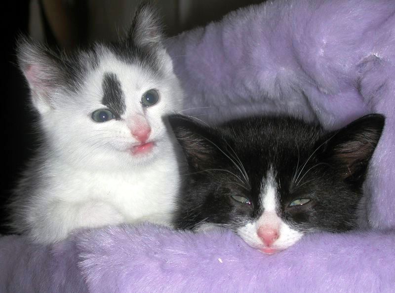 Как самому продвинуть сайт в поисковиках?