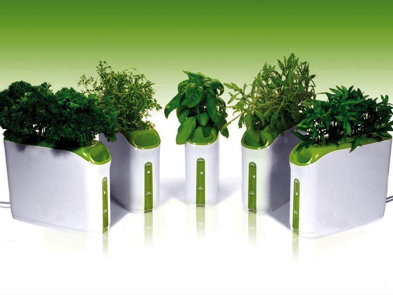 Бизнес идея: выращивание растений дома