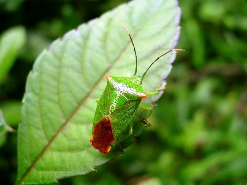 Борьба с клопами в путешествиях
