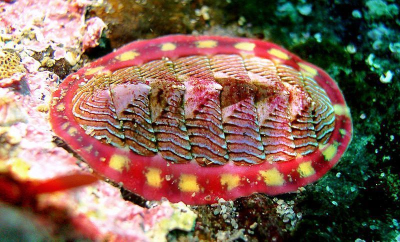 Добыча океанских моллюсков в Викапауге