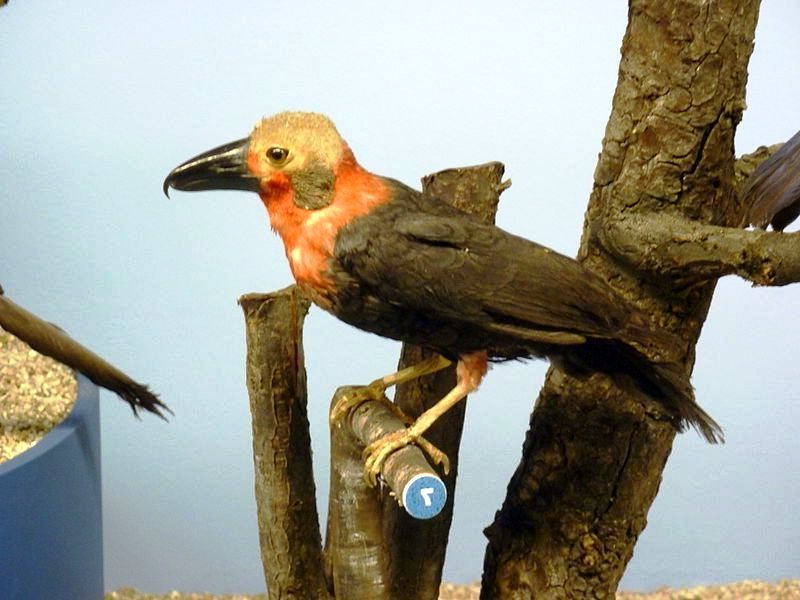 Птичий мир в Сабахе